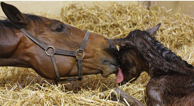 Blended Learning Course Equine Foaling And Neonatal Health Springtime Foaling