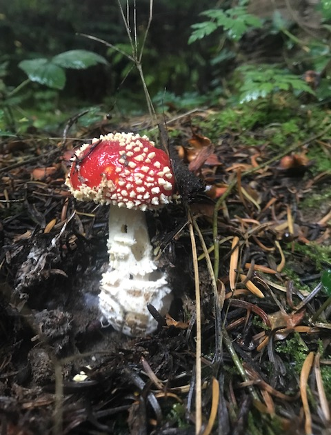 FUNGI & FIRE: Autumnal Mushroom Foraging & Woodland Sauna 3 October 2026 1000-1500