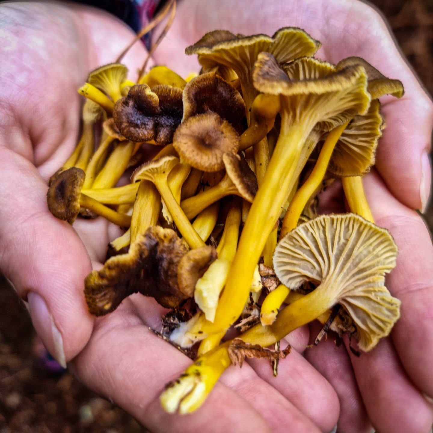 FUNGI & FIRE: Autumnal MUSHROOM Foraging & Woodland SAUNA 10 October 2026