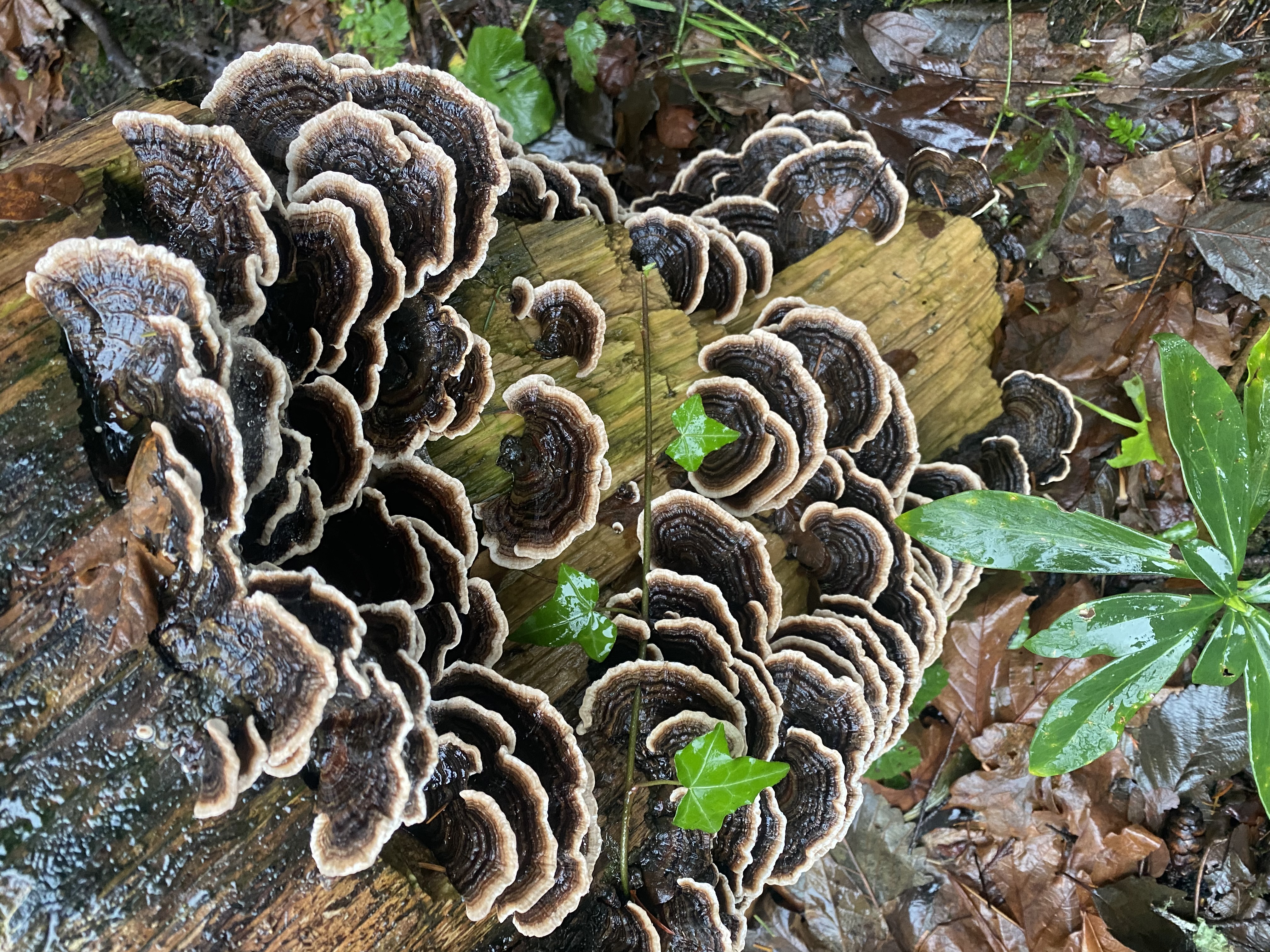 FUNGI & FIRE: Autumnal MUSHROOM Foraging & Woodland SAUNA 17 October 2026
