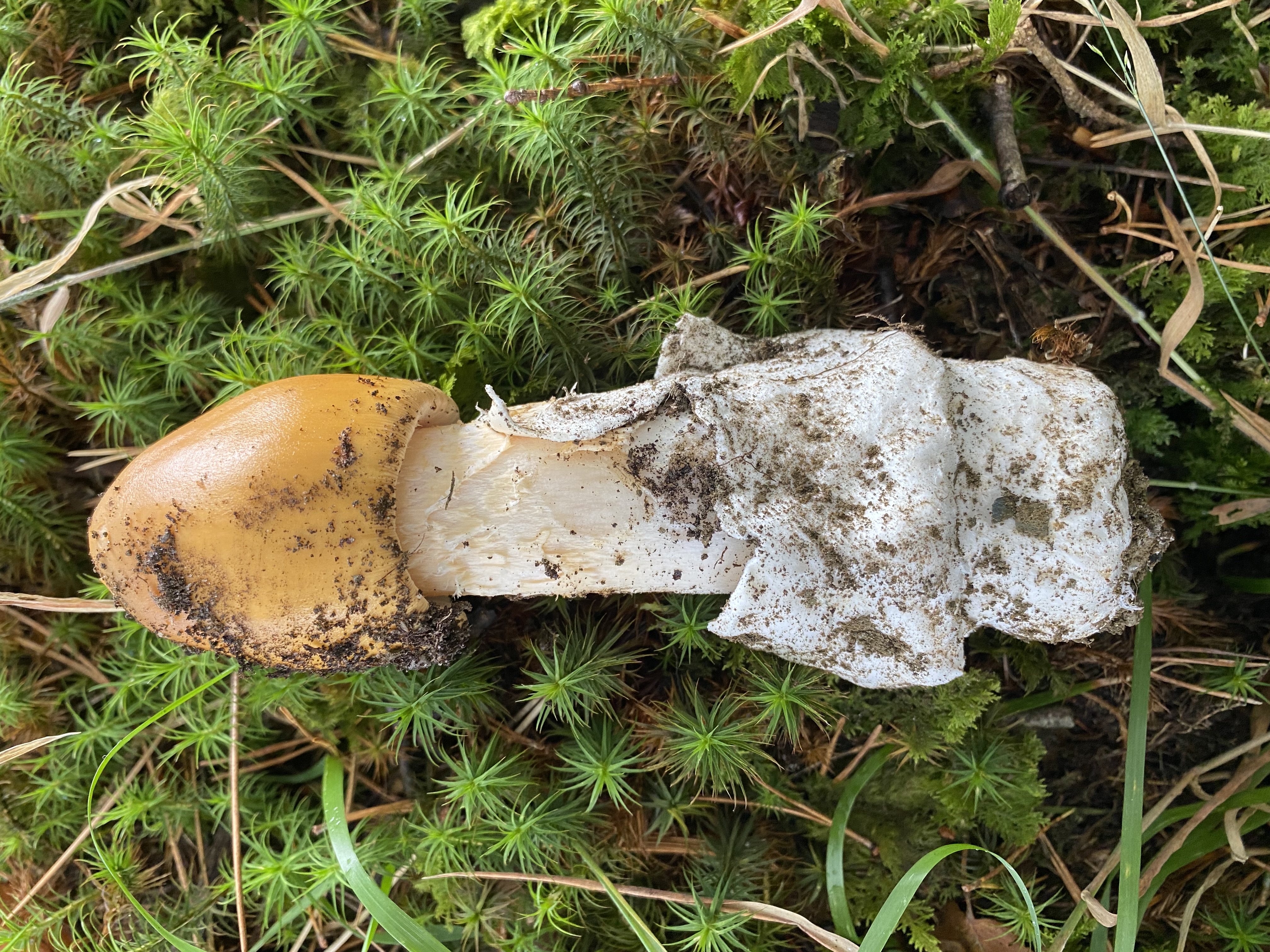 FUNGI & FIRE: Autumnal MUSHROOM Foraging & Woodland SAUNA 24 October 2026