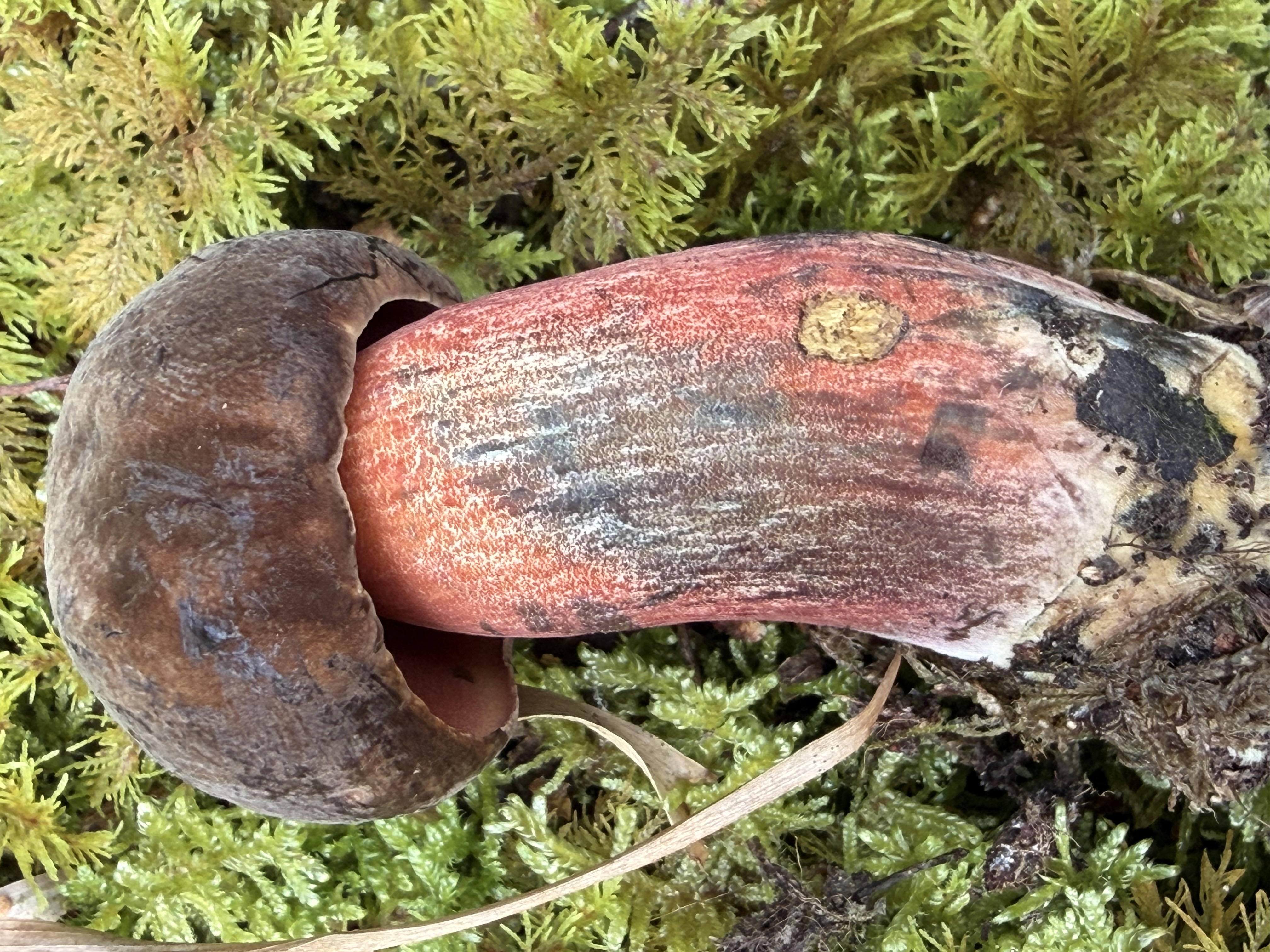 ALTIDORE CASTLE: Autumnal Forest Walk & Mushroom Foraging SATURDAY 19 September 2026