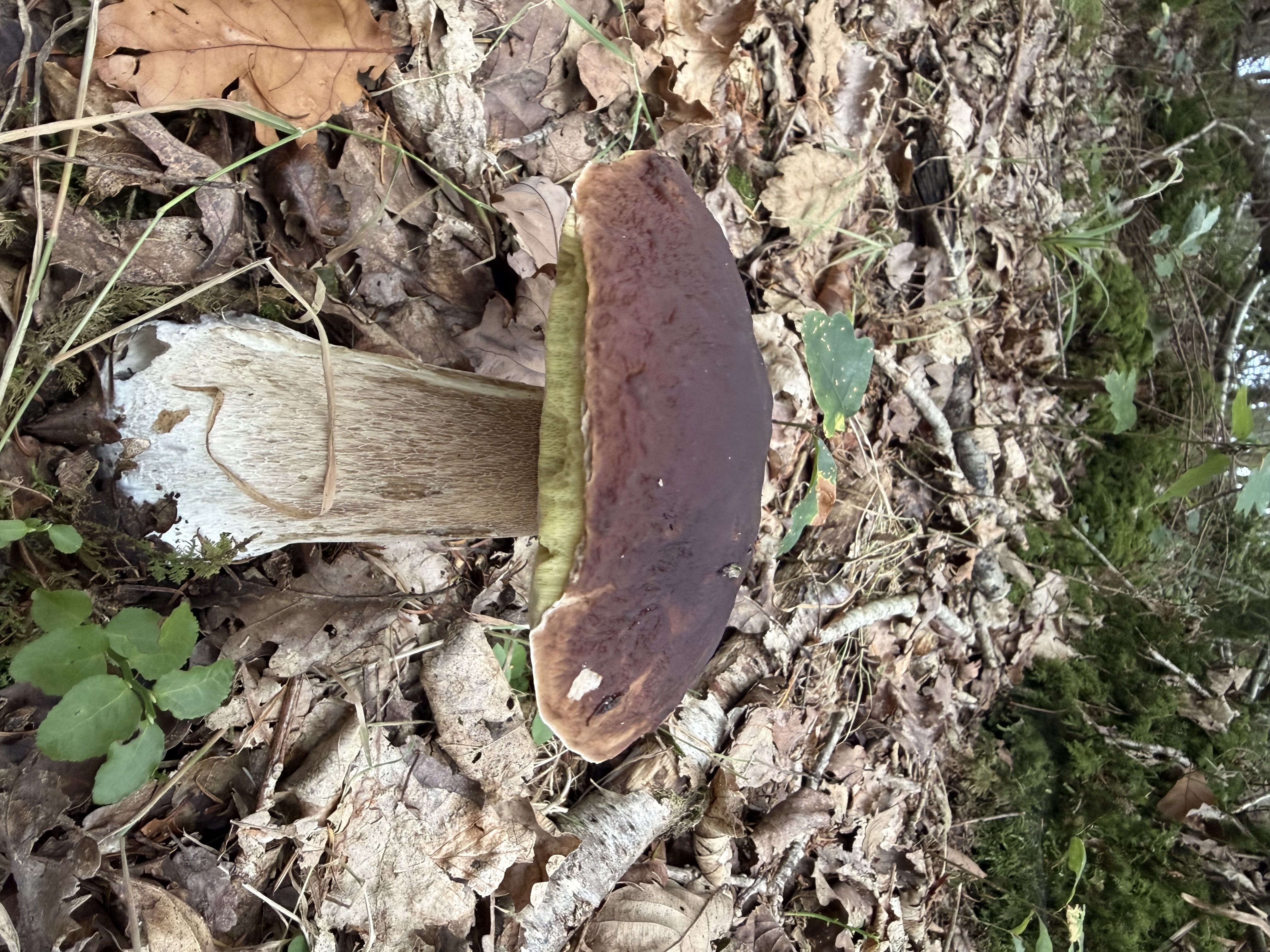 ALTIDORE CASTLE: Autumnal Forest Walk & Mushroom Foraging FRIDAY 25 September 2026
