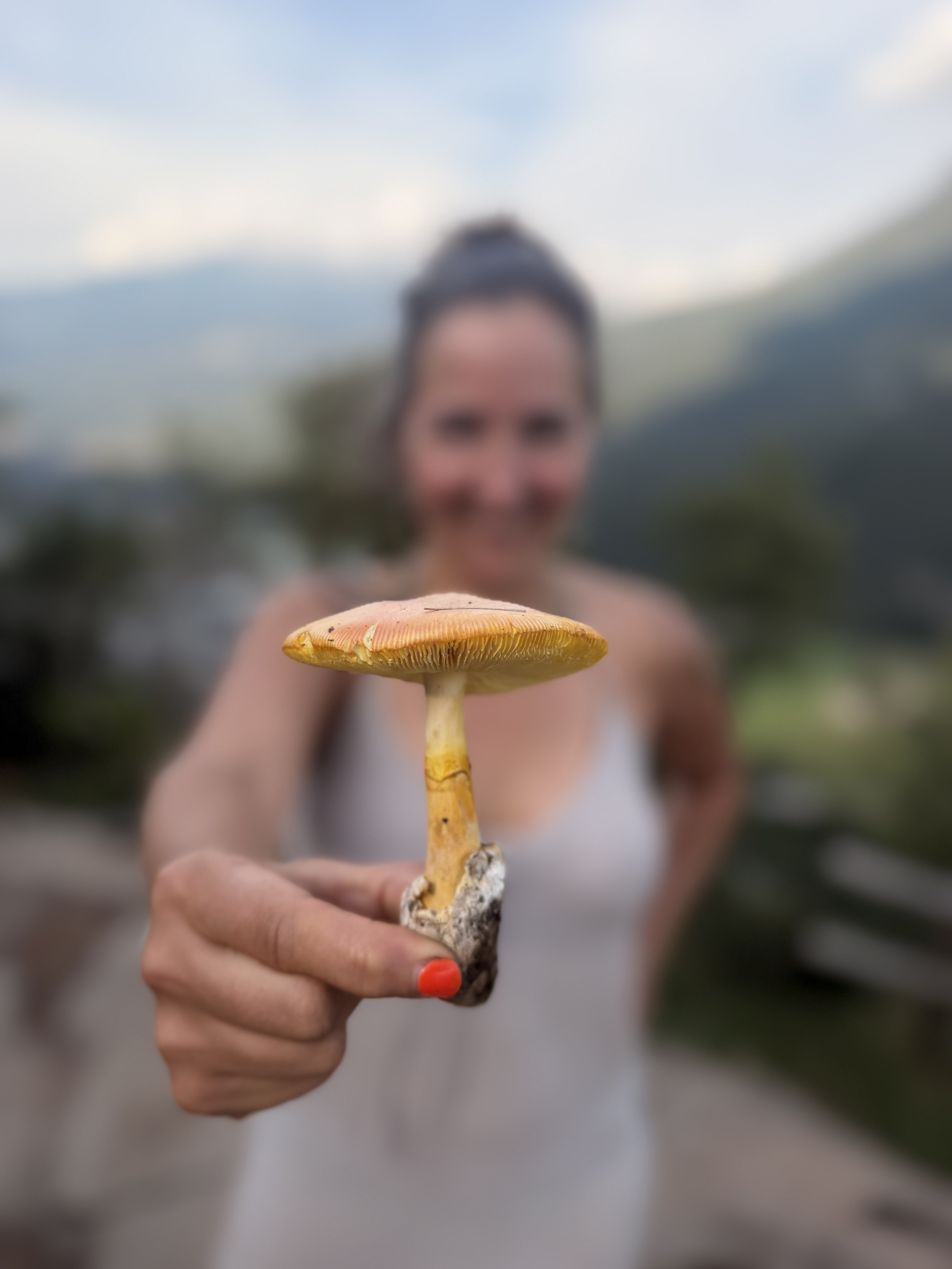 Medicinal Mushrooms & Trees: Guided ID Walk with Forest Picnic and Mushroom Elixirs | FRIDAY 6 November 2026 Wicklow