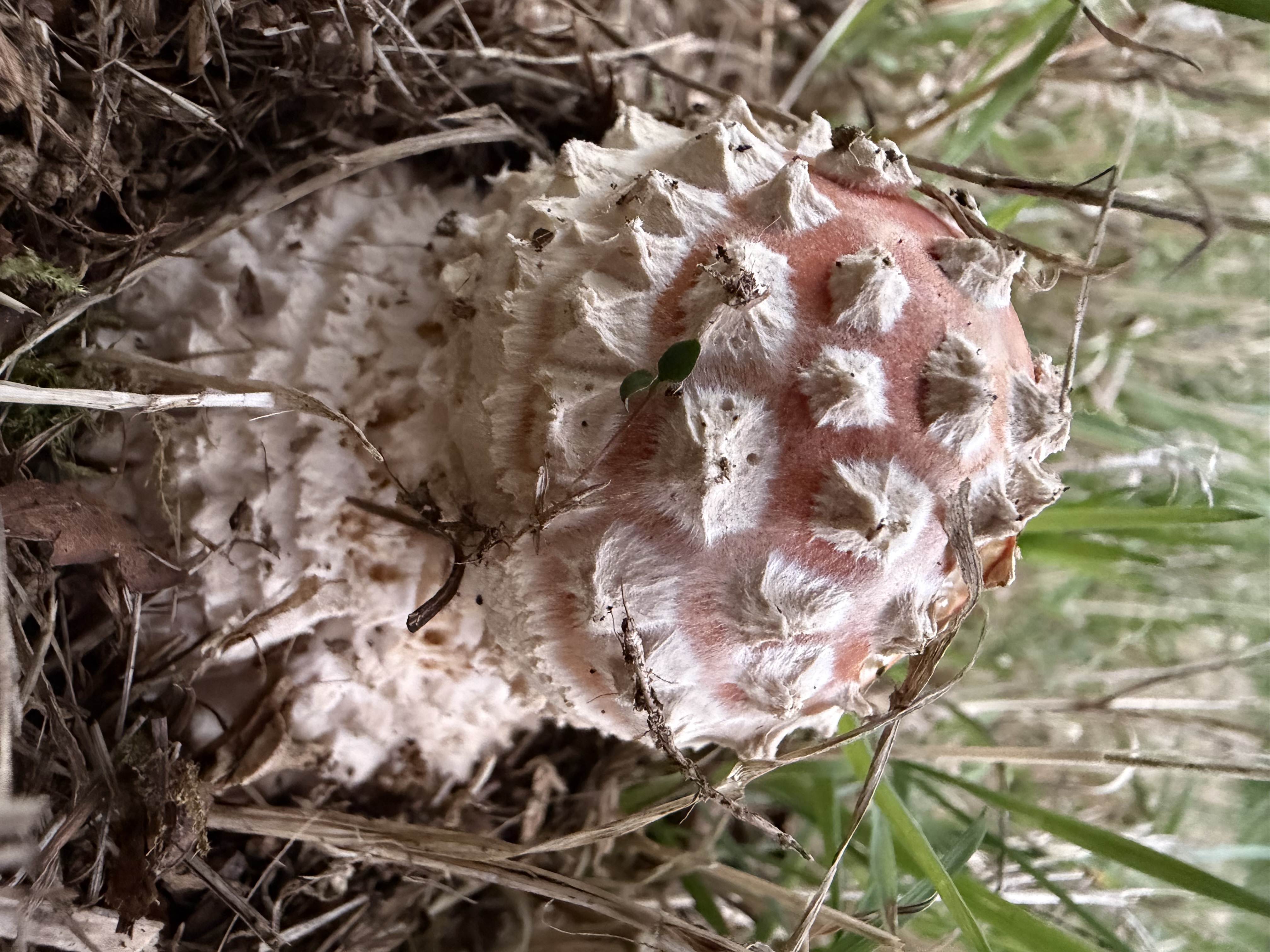 ALTIDORE CASTLE: EVENING MIDWEEK Wicklow Wild Food Forest Ramble - DARK & Adventurous -  Wednesday 23 September 2026