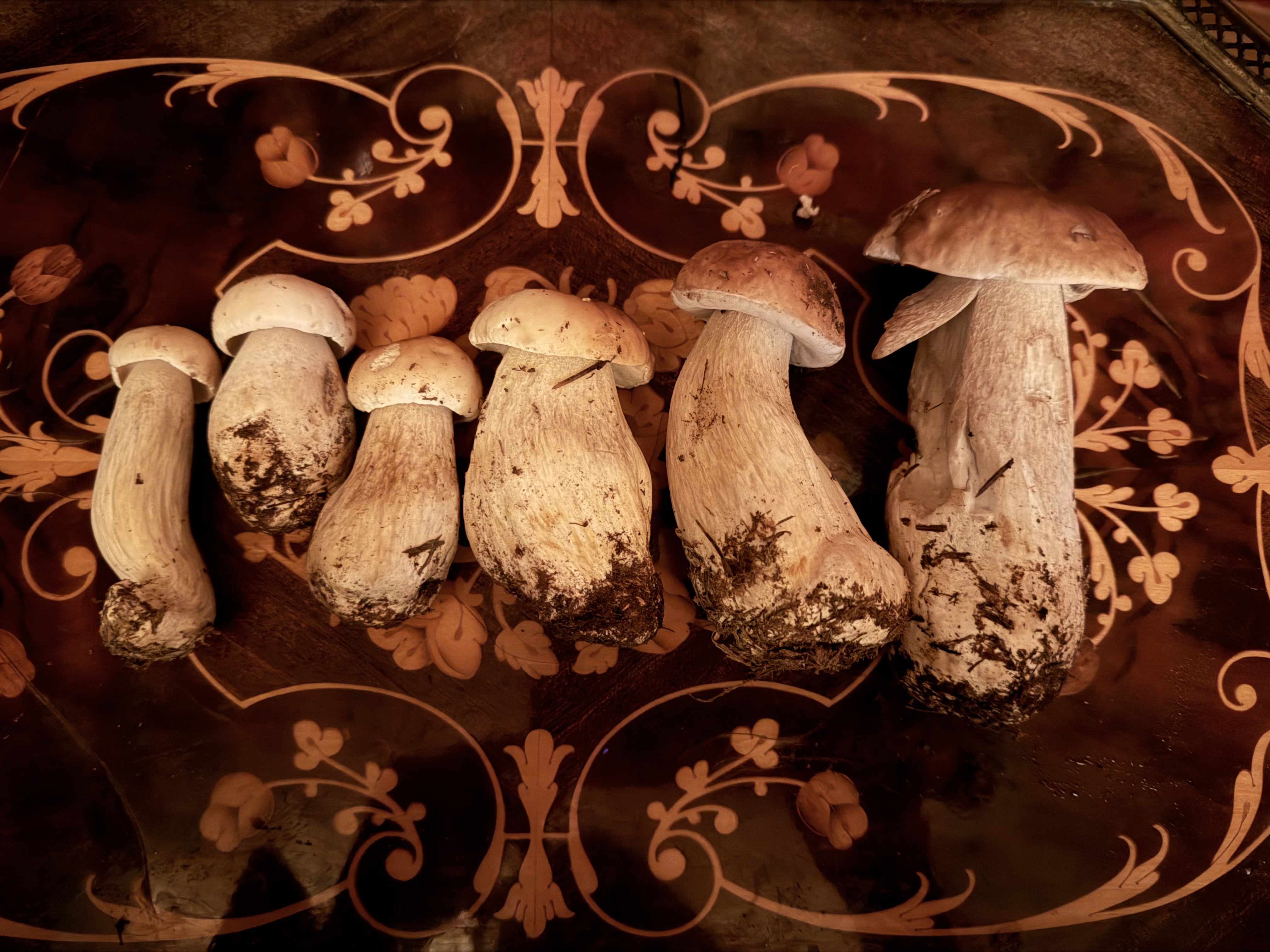 ALTIDORE CASTLE: EVENING MIDWEEK Wicklow Wild Food Forest Ramble - DARK & Adventurous -  Wednesday 7 October 2026