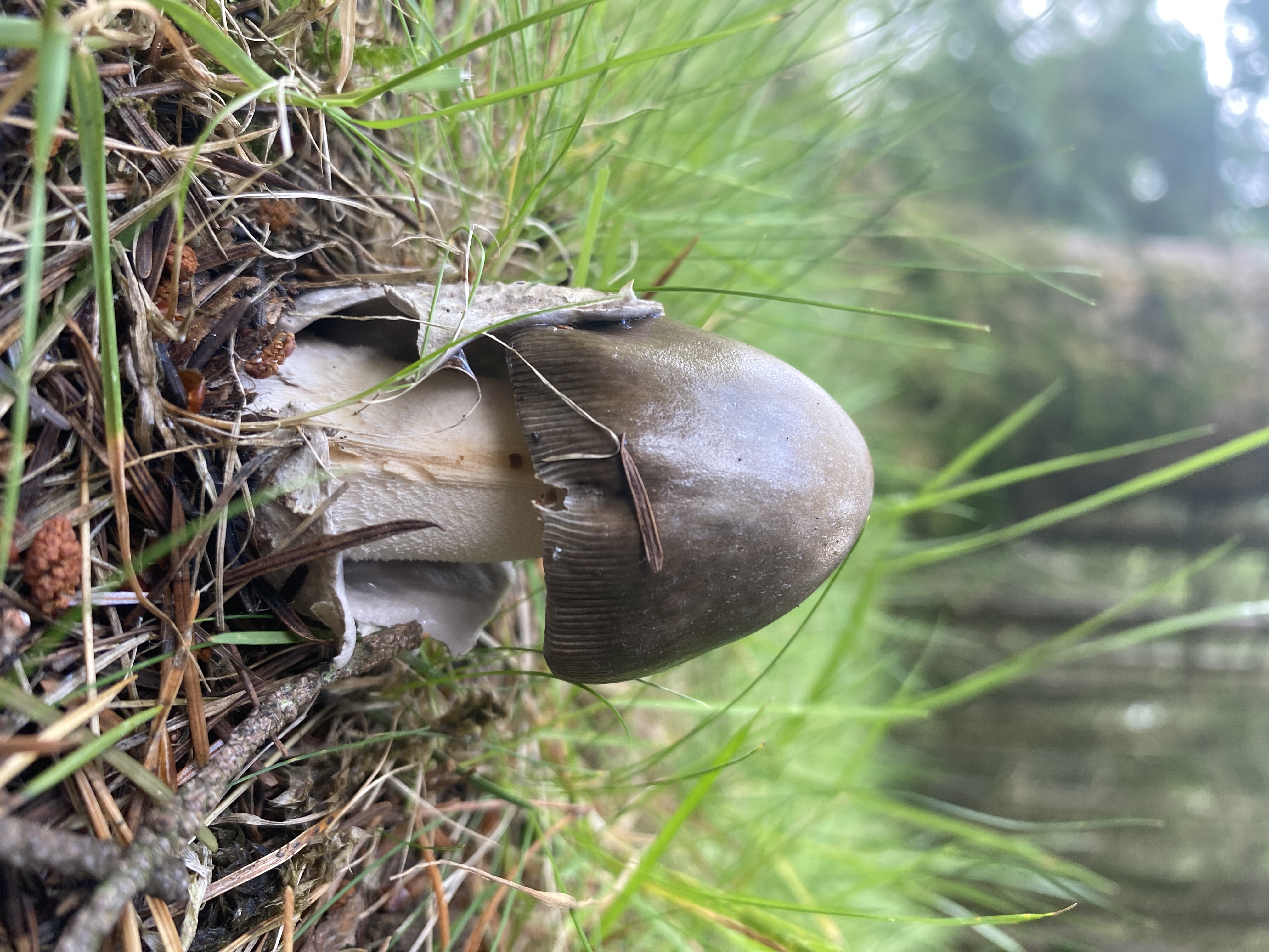 ALTIDORE CASTLE: EVENING MIDWEEK Wicklow Wild Food Forest Ramble - DARK & Adventurous -  Tuesday 13 October 2026