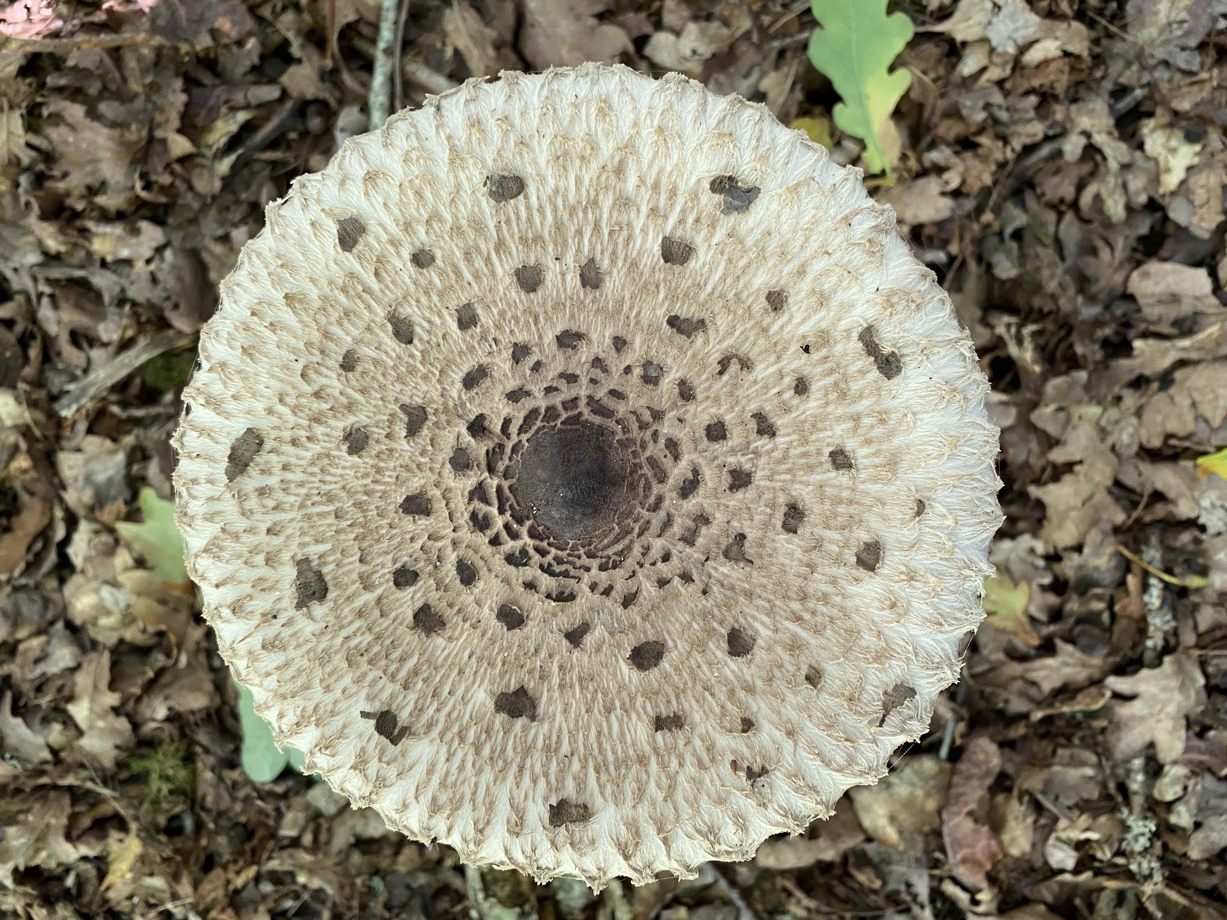 CORK Wild Mushroom Walk: Identification, Education & Forest Picnic | 29 October 2026