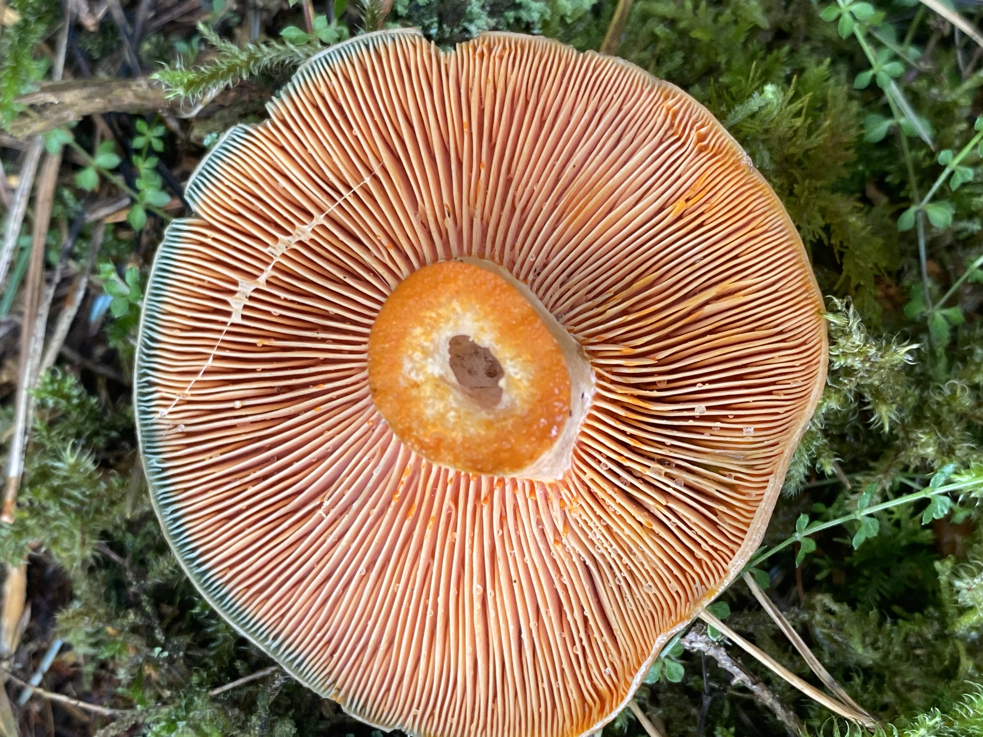 CORK Wild Mushroom Walk: Identification, Education & Forest Picnic | 28 October 2026