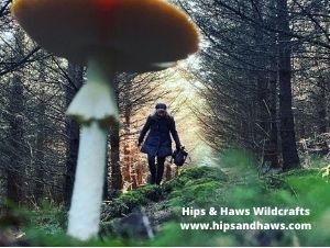 FUNGI & FIRE: Autumnal MUSHROOM Foraging & Woodland SAUNA 8 November 2026