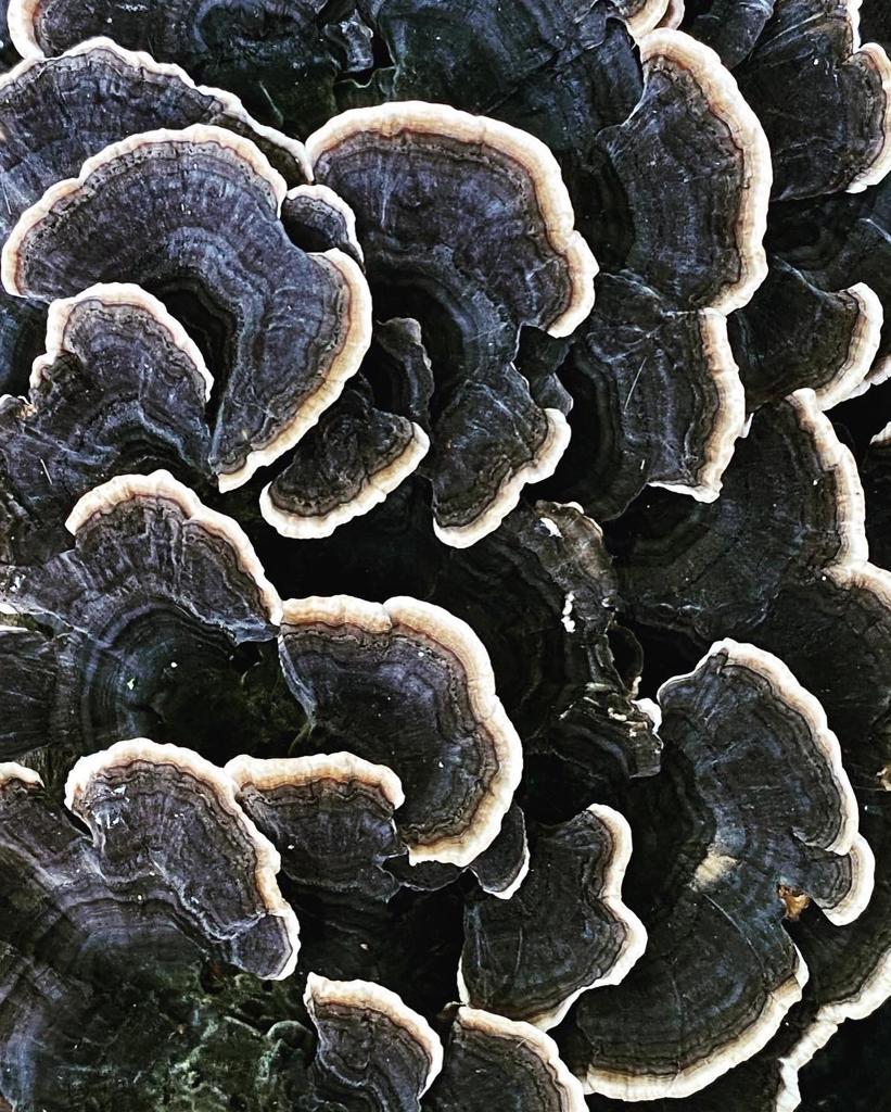 (UK)Native Medicinal Mushrooms Course with Michael White Autumn 2024